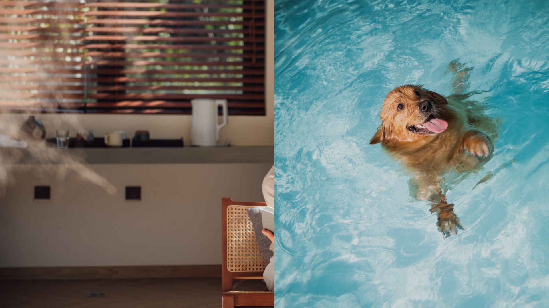 Dog in pool